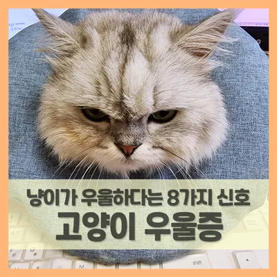 고양이 우울증과 무기력증 증상_5