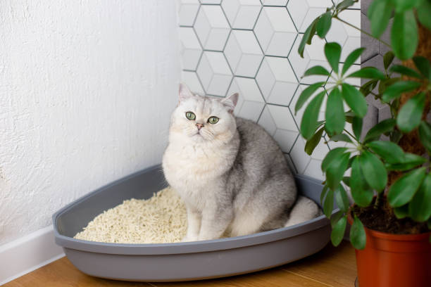 고양이 변비의 주요 원인