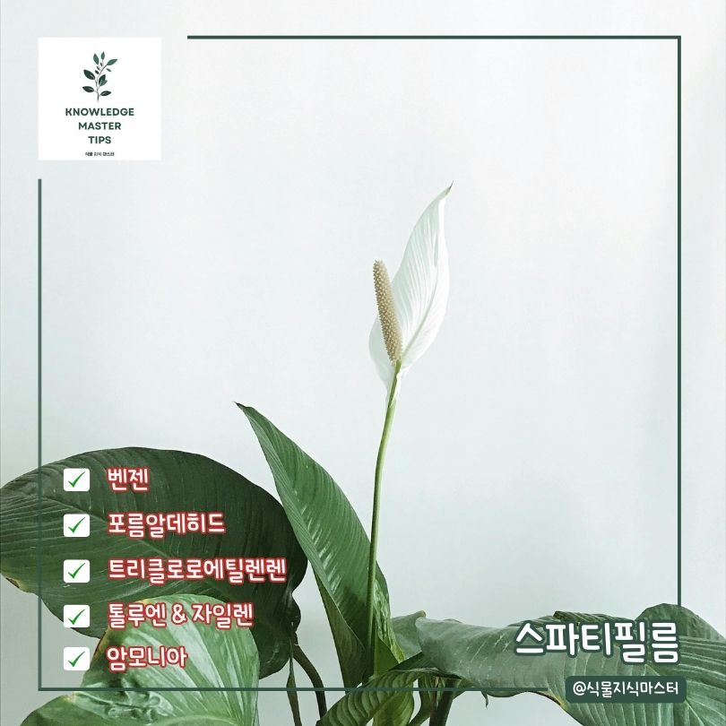 새집증후군 식물 스파티필름
