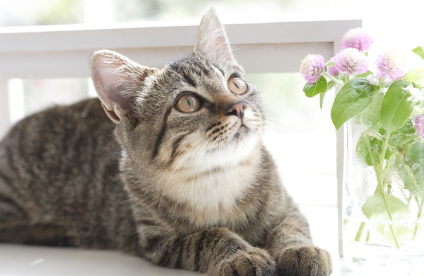 두 손을 붙이는 새끼 고양이.