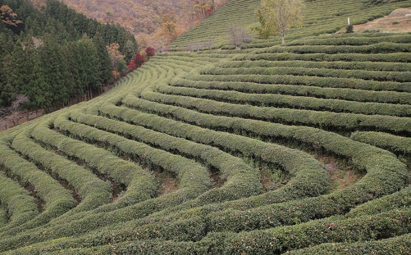 지방간줄이는방법