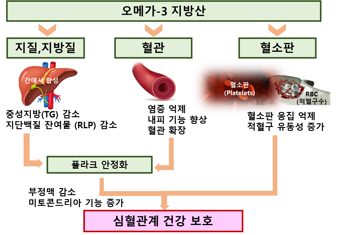 오메가-3의 기능