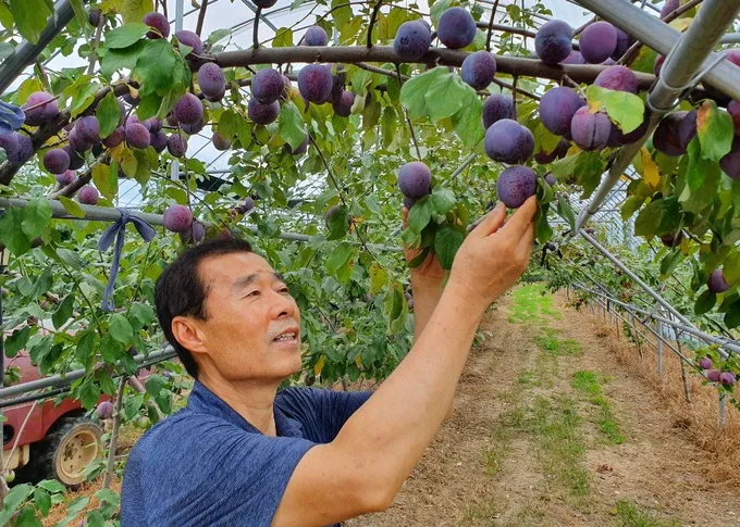 자두 재배 결과지 관리 칼슘 시비 낙과 예방_4