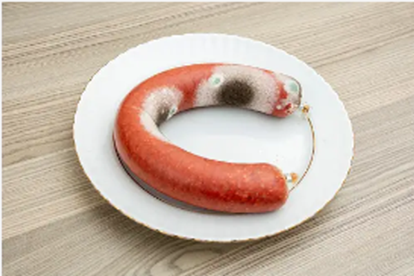 살모넬라균