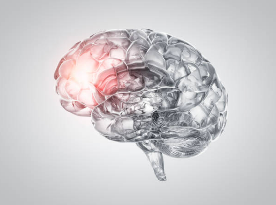 우리가 알아야 할 뇌 구조와 기능의 기초