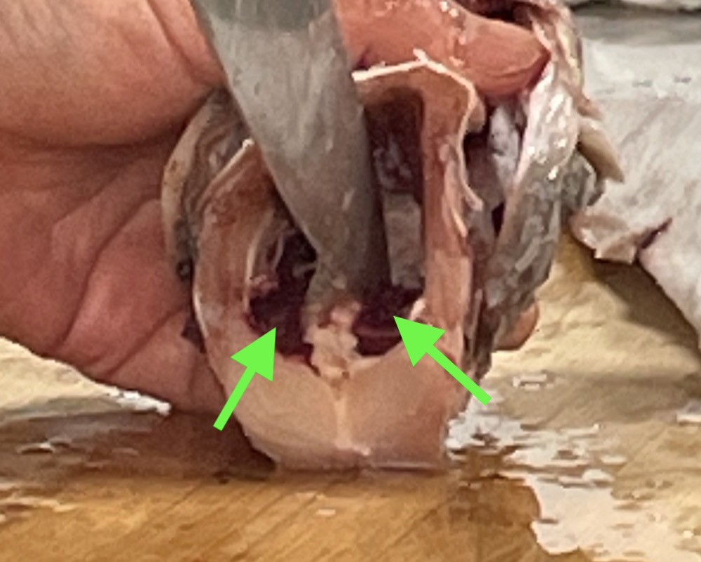 한식조리기능사 실기시험 준비 - 생선찌개 - 내장 및 핏물 제거하기