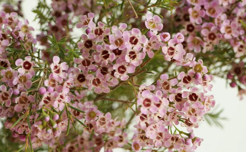 4월 꽃 선물 추천