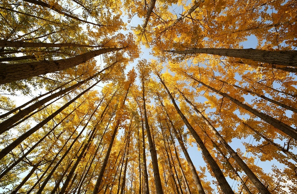 경주 도리마을 은행나무숲1