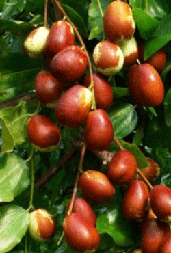 나무에달린-갈색-푸른색-대추 