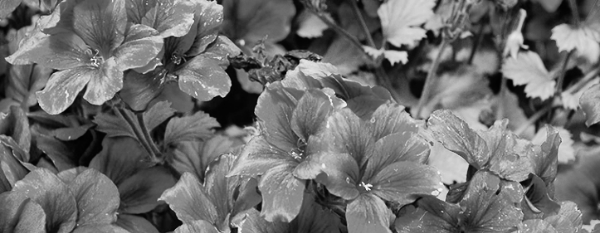 리갈 제라늄, 랜디 제라늄 (리갈 벨벳 레드)