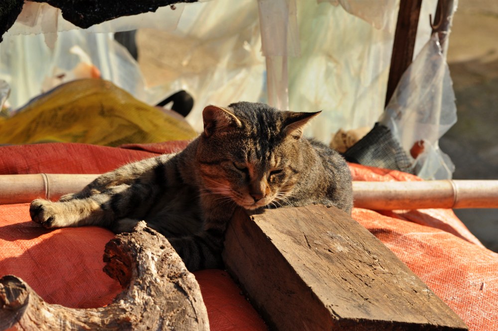 시골집 고양이 뭉치