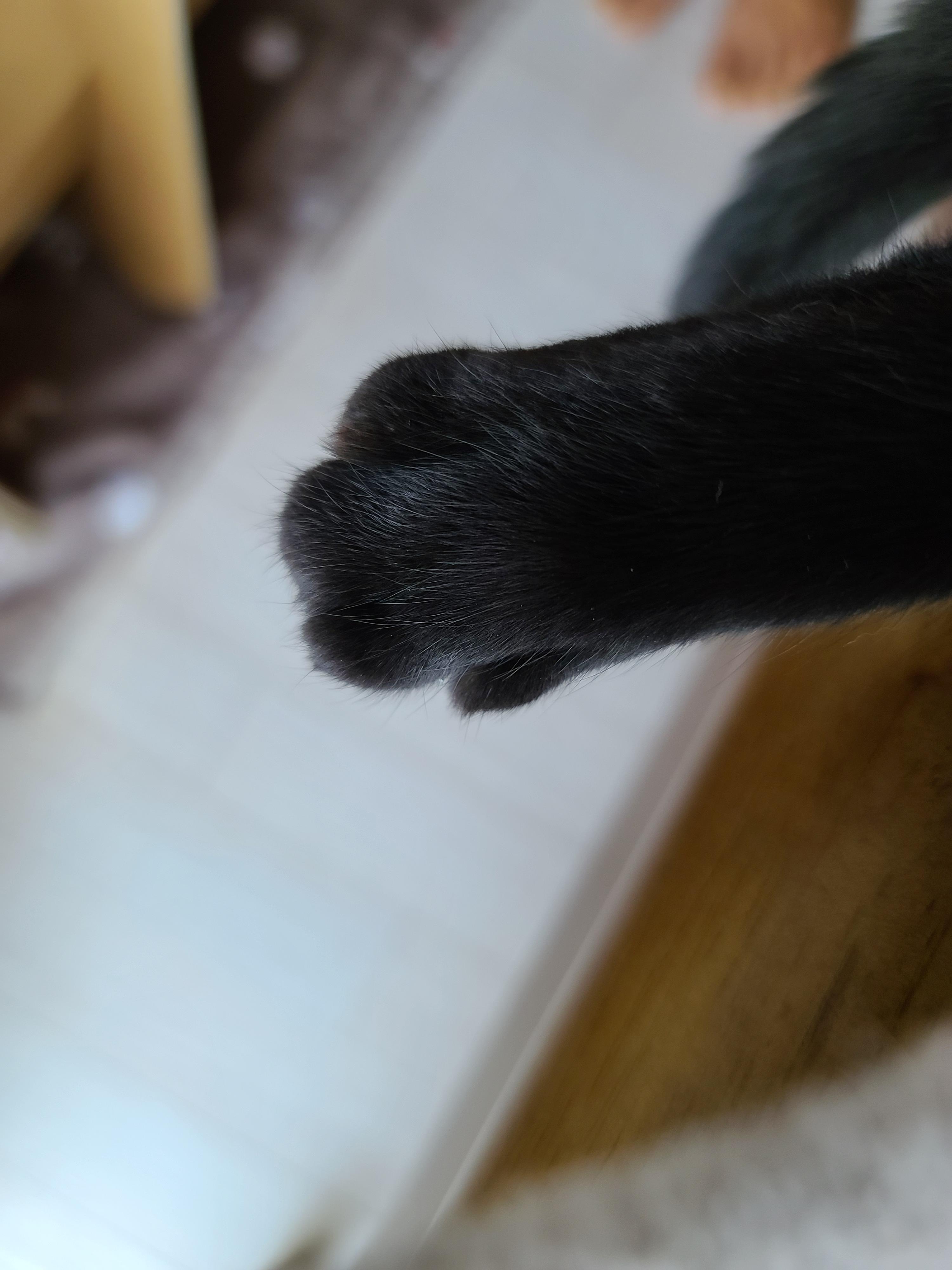 힘든 월요일! 귀여운 건이보고 힘내자!! 졸리지만 엄마배웅은 해야겠는 올블랙고양이.