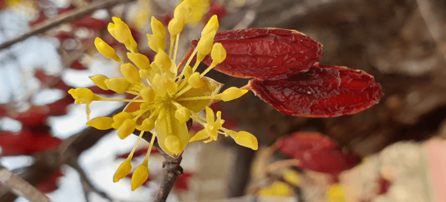 이천 백사 산수유꽃축제