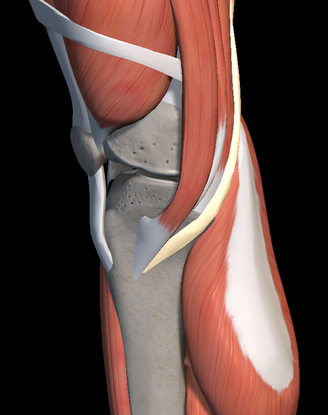 허벅지 통증 원인 증상 치료법