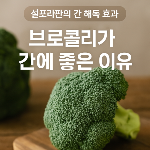 설포라판의 간 해독 효과/gpt