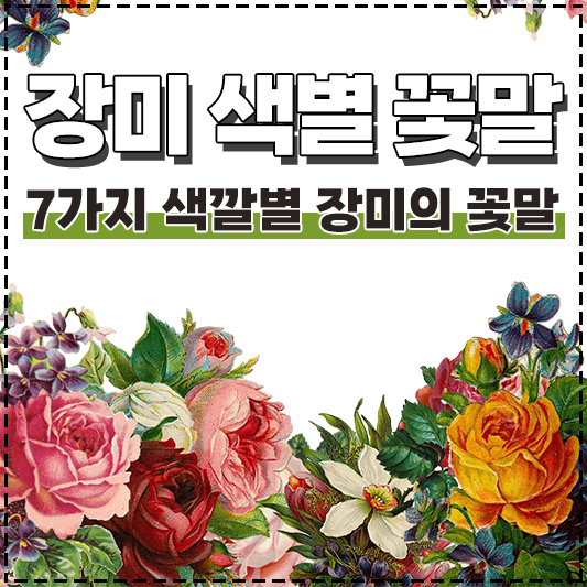 장미 색상별 꽃말 노란장미 빨간장미 파란장미 분홍장미 핑크장미 하얀장미 흰장미 주황장미 보라장미 보라색장미 색깔별 꽃말