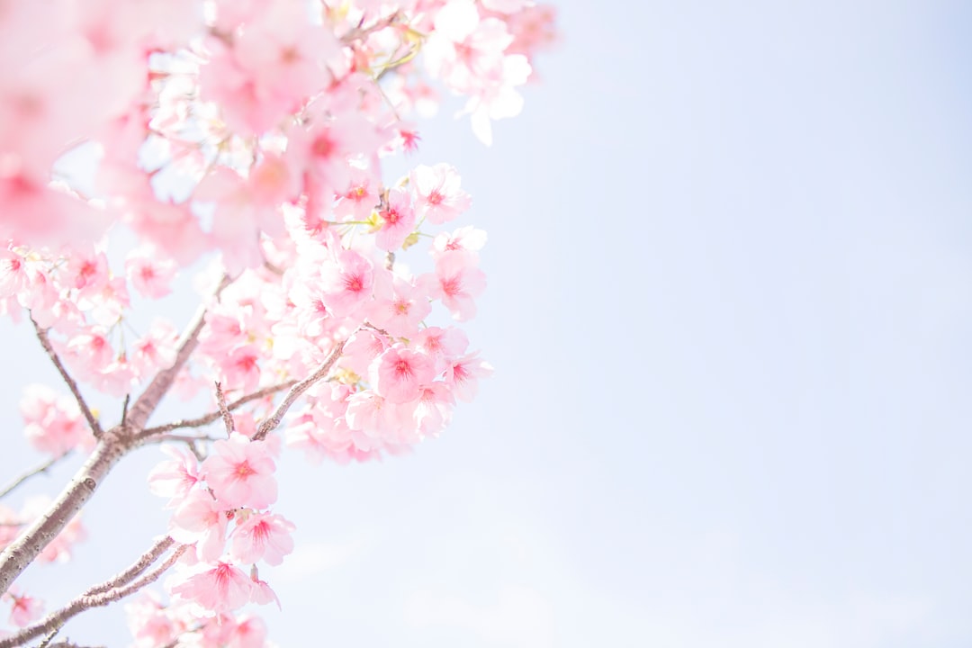 Cherry blossom.