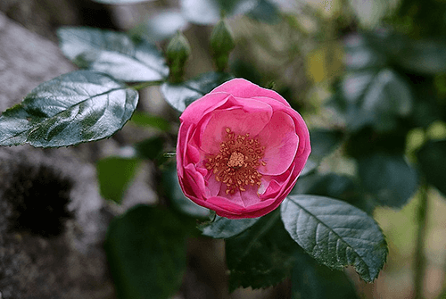 찔레장미1