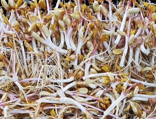 땅콩새싹, 땅콩새싹차, 새싹땅콩, 새싹땅콩차, 땅콩새싹효능