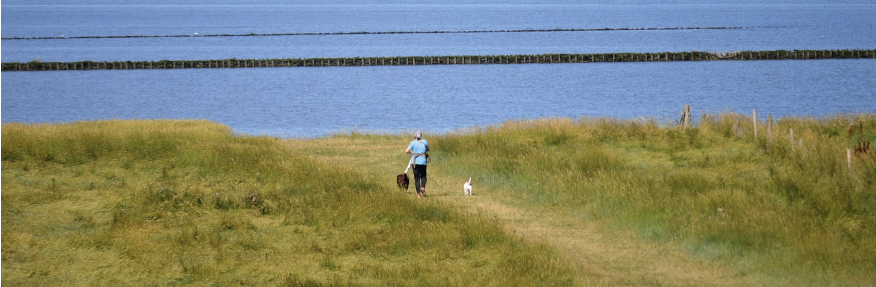반려동물과 함께하는 차박 여행 관련사진