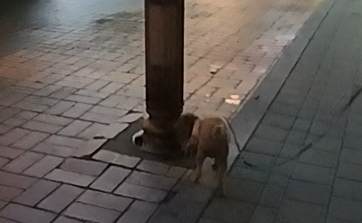 Alt 속성 문제 해결 설명 이미지