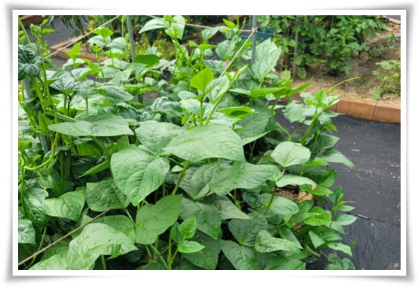 텃밭 "5월, 동부콩 심으세요!" 텃밭의 숨은 보석 알고보면 매력 덩어리!