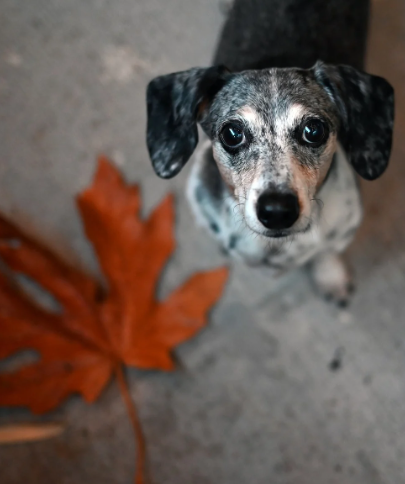 나이 든 강아지와의 하루, 천천히 살아가는 법 슬로 케어 루틴의 시작