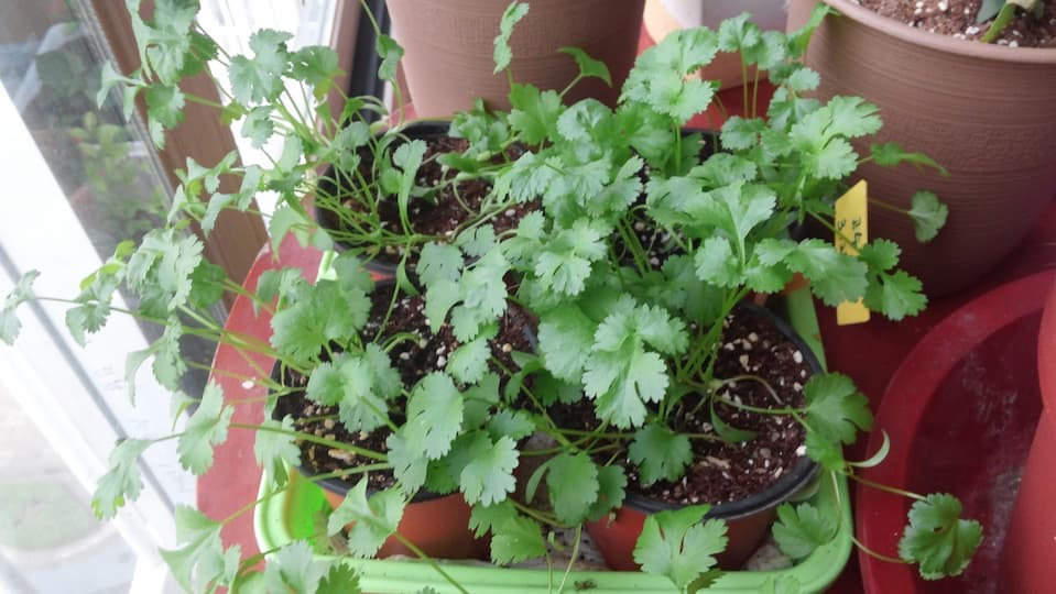 무성하게 자란 수확 직전의 고수