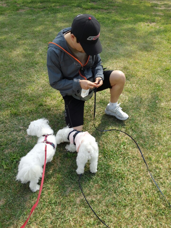강아지 산책