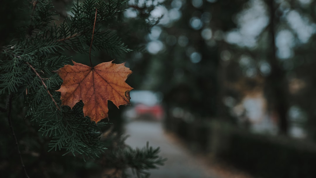 Season
