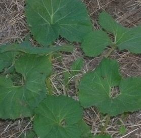 머위 효능과 부작용 고르는법 먹는법 칼로리