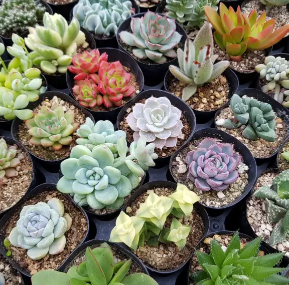 반려식물-다육식물