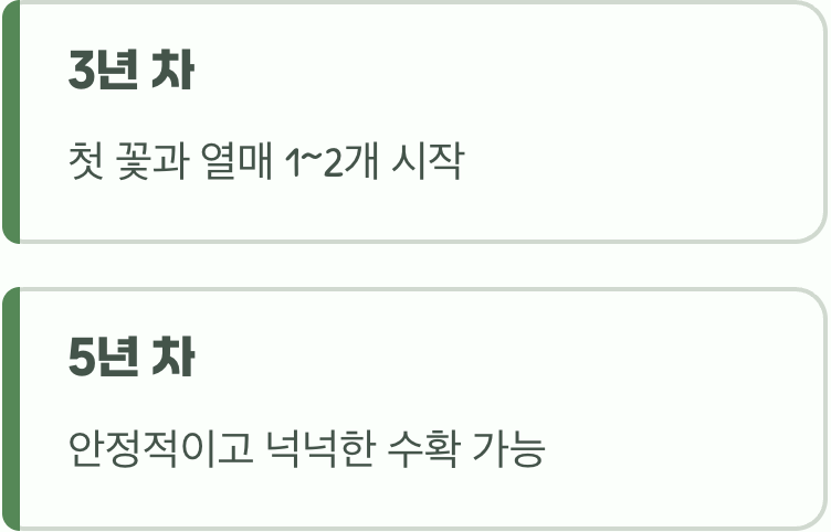 묘목을 심었다면, 3~5년을 기다리세요