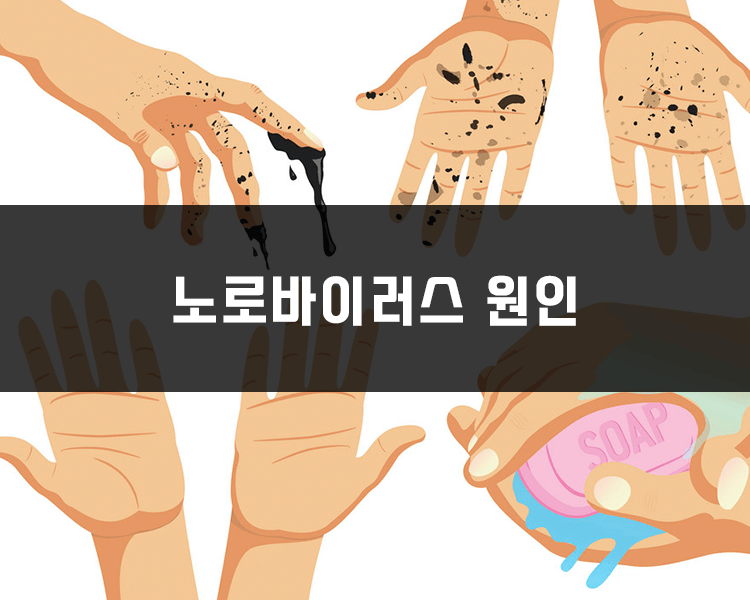 노로바이러스 원인 - 오염된 음식물섭취와 감염자와의 접촉
