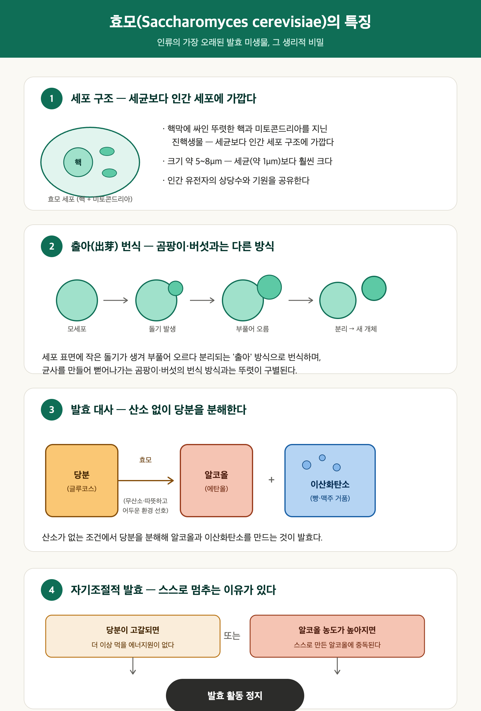효모 특징