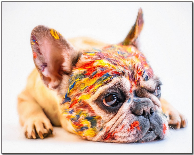 얼굴에 물감을 바른 프렌치 불독