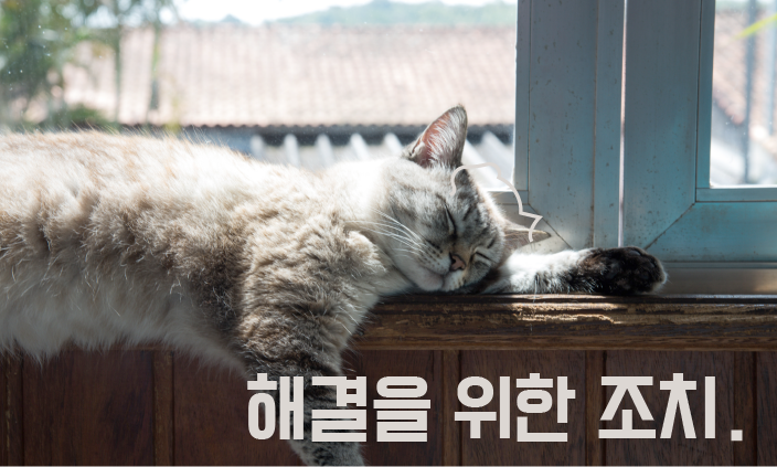 고양이-식욕부진