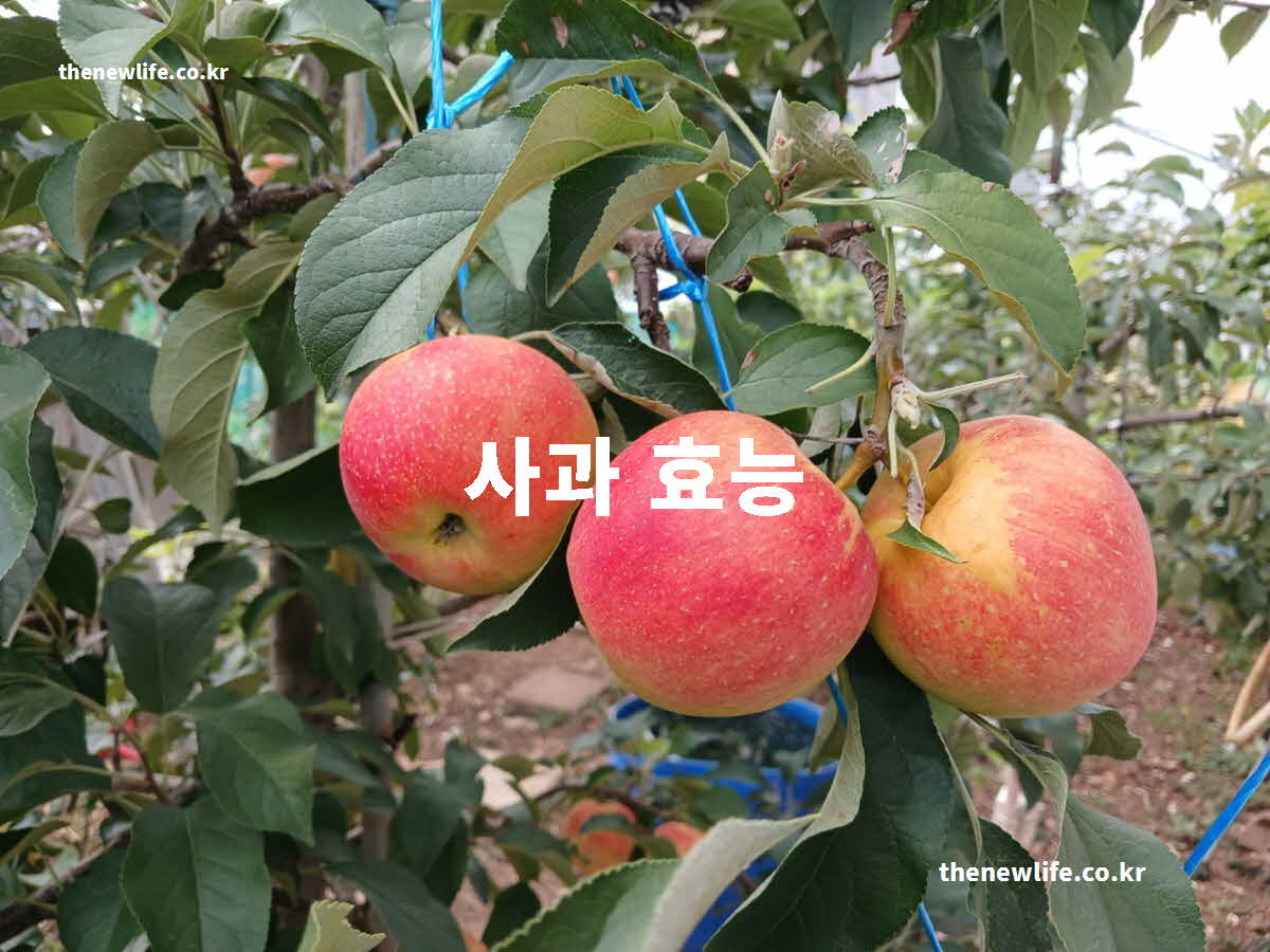 사과 효능 대표 실사진