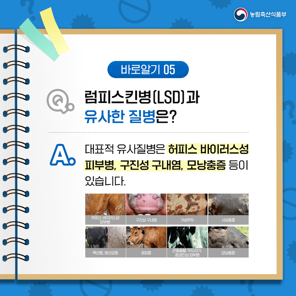 럼피스킨이 사람에게 미치는 영향과 럼피스킨이란?