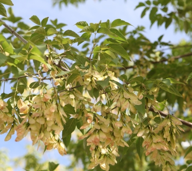 네군도단풍 시과1