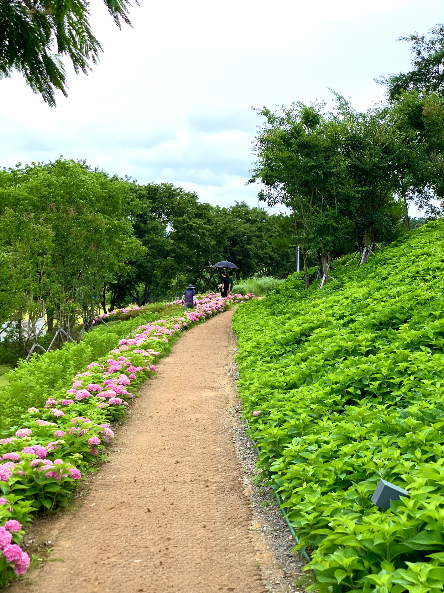 구미다온숲 수국핀 모습입니다.