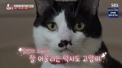 고양이 이식증