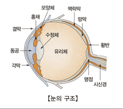 눈의 구조