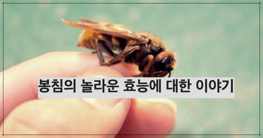 봉침의 놀라운 효능에 대한 이야기