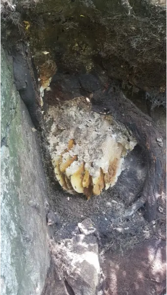 석청꿀 효능 7가지 보관방법 섭취 시 주의사항에 대해서 알아보기_24