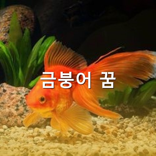 수초가-있고-작은-모래가-있는-어항을-유유히-헤엄치는-붉은-금붕어