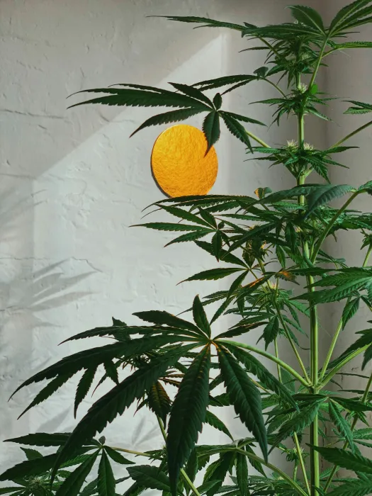 대마-사진