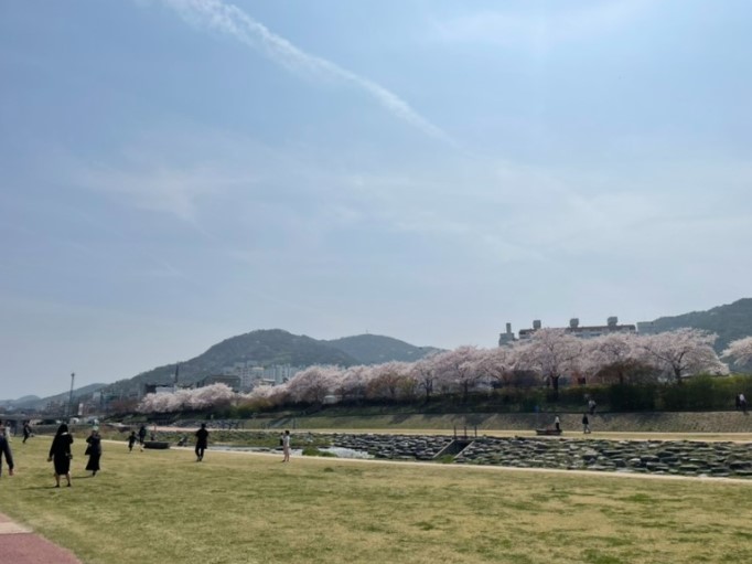 3월 벚꽃 축제