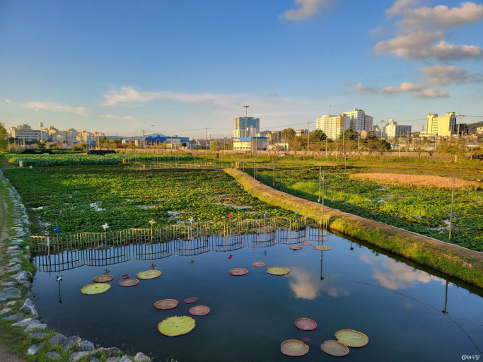 연꽃습지 왕송생태습지