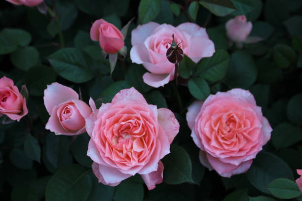 조경기능사 응시자격